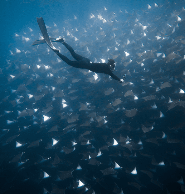 Freediver Ivan diving among thousands of mobula rays with freefall academy!