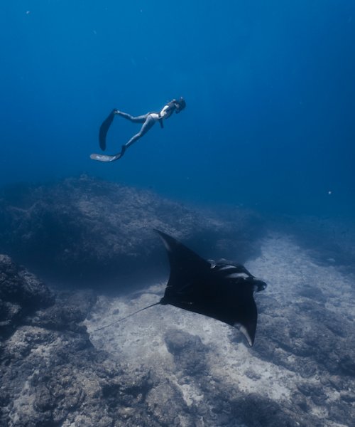 Freedive with Mantas