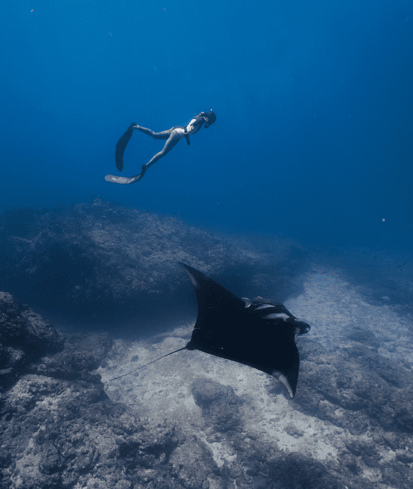 Freedive with Mantas