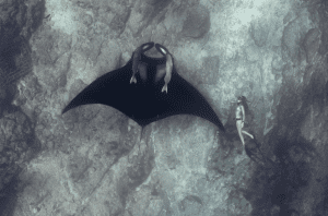 Freedive with Mantas