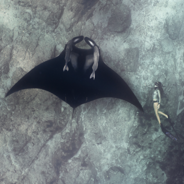 Freedive with Mantas