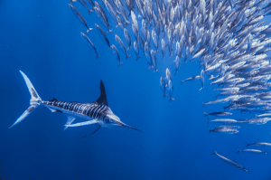 Marlin Expedition