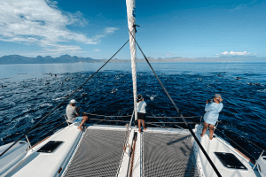 Sailing trip with dolphins