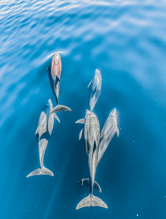 Dolphins baja mexico