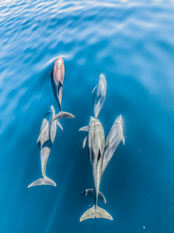 Dolphins Sea of Cortez