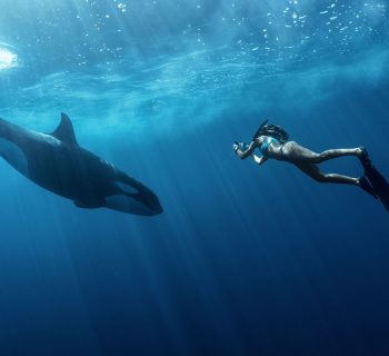 Swimming with orcas in la ventana baja mexico with freefall academy