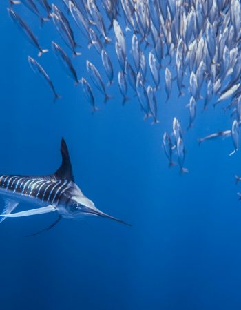 Marlin Expedition Baja Mexico with Freefall Academy hunt baitball sardine run