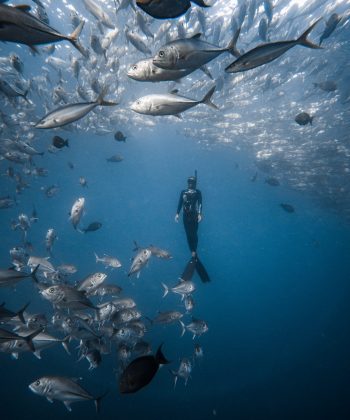 Freedive Cabo Pulmo Freefall Academy jacks