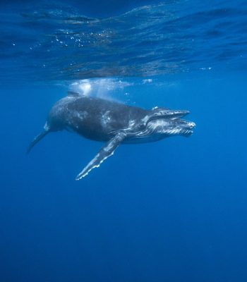 Baby Whale humpback whale tour with freefall academy in tonga