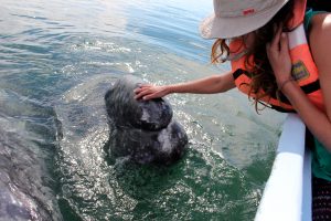 Gray whale watching