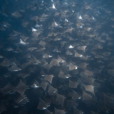 mobula ray fever in la ventana baja mexico with freefall academy
