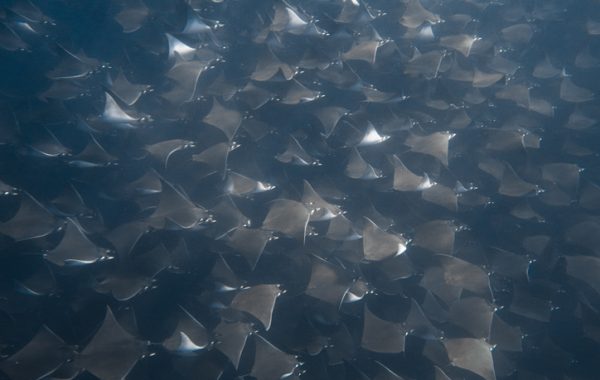 mobula1