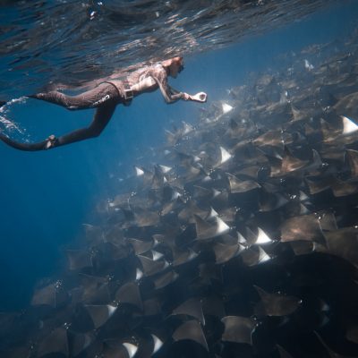 Freediver Swimming with mobula rays in la ventana baja mexico with freefall academy