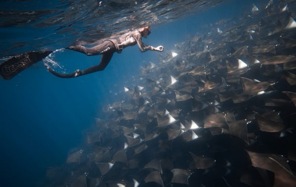 Mobula Rays