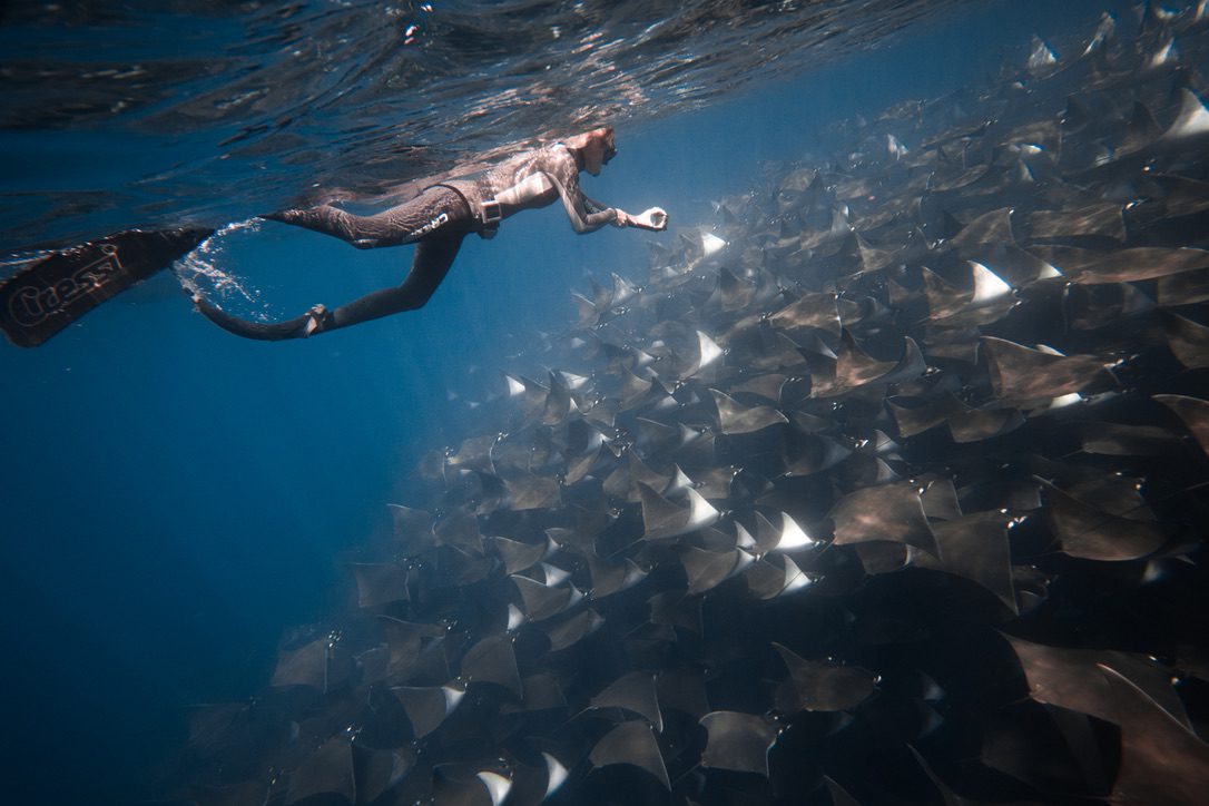 Mobula Rays