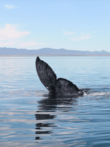 Gray Whale Tail