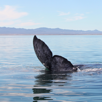 Gray Whale Tail on tour with freefall academy la paz baja whale watching tour