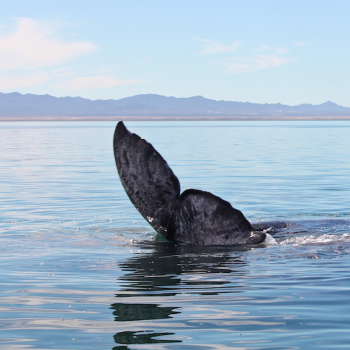 Gray Whale Tail