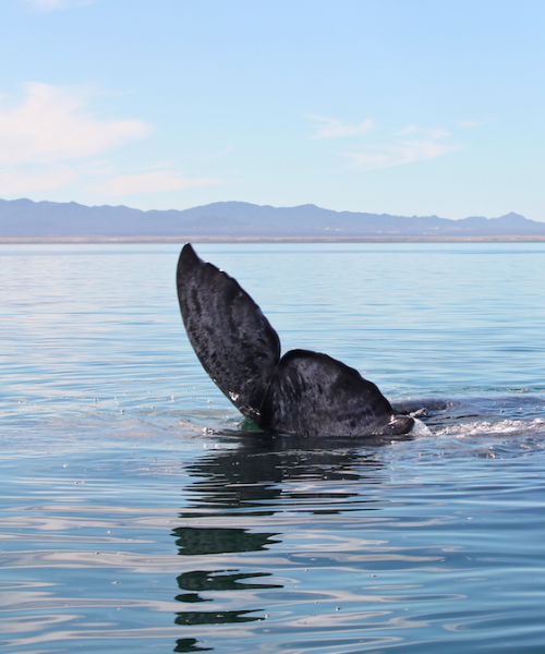 Gray Whale Tail