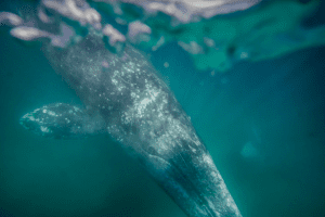Gray Whale