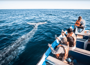 Gray Whale Watching