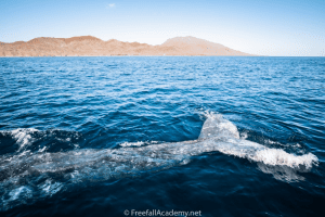 Gray Whale tail