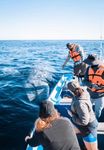 Friendly Gray Whale