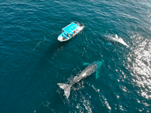 Gray Whale watching