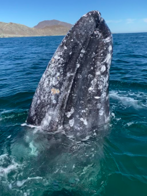 Spy hop gray whale watching tours from la paz on tour with freefall academy