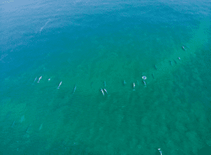 Gray Whales