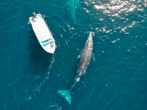 Gray Whale watching