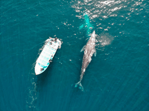 Gray Whale watching