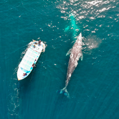 Gray Whale watching drone whale photography on tour with freefall academy