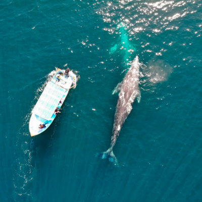 Gray Whale watching