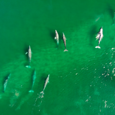 Gray Whale watching drone whale photography on tour with freefall academy