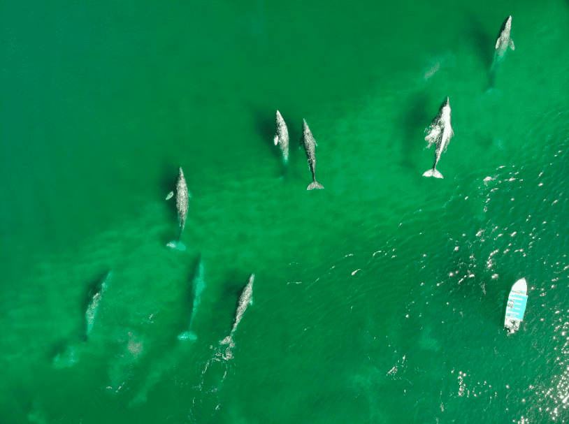 Gray Whale watching