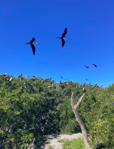 Frigate bird colony