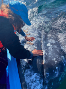 Friendly whale