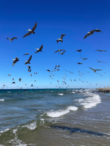 Bird watching Baja