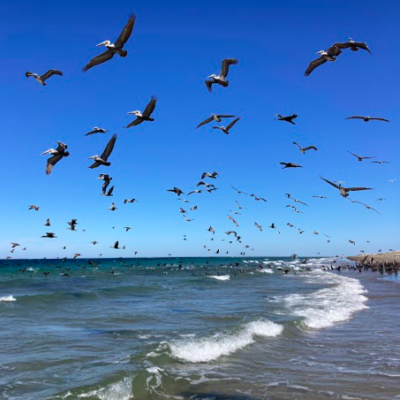 Bird watching Baja with freefall academy