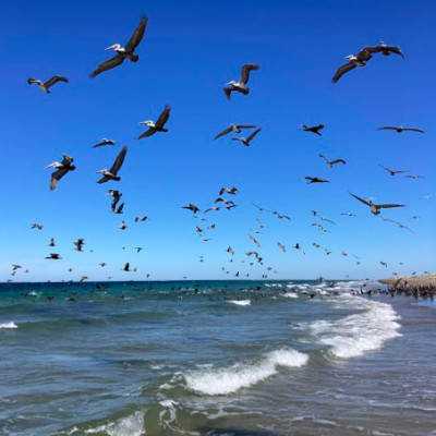 Bird watching Baja