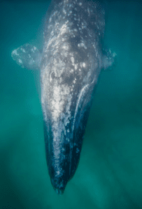 Gray Whale watching