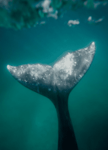 Gray Whale tail
