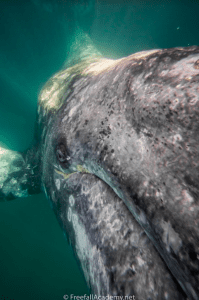 Gray Whale watching