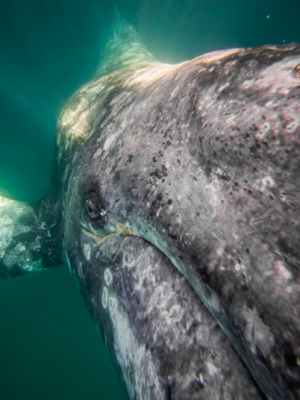 Gray Whale watching in La Paz with freefall academy