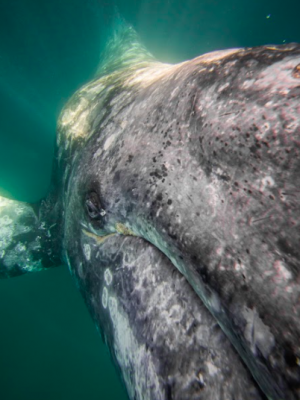 Gray Whale watching