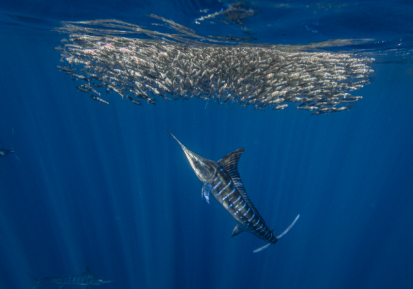 marlin
