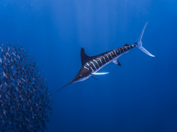 marlin