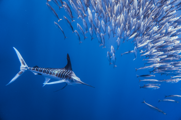 marlin