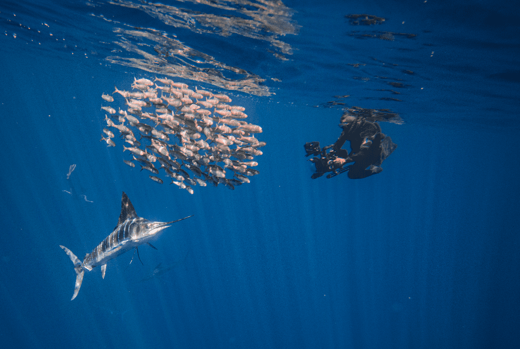 Marlin Expedition in Baja Sur